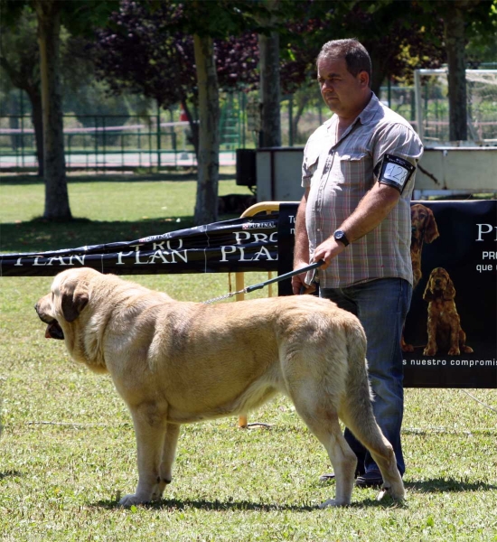 Nube de la Portiecha: EXC 4 - Intermediate Class Females - Veguellina de Órbigo 23.07.2011
Keywords: 2011 portiecha