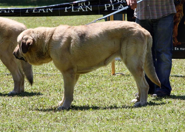 Nube de la Portiecha: EXC 4 - Intermediate Class Females - Veguellina de Órbigo 23.07.2011
Keywords: 2011