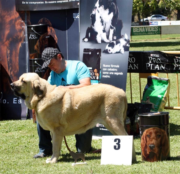 Niza de Hazas de Cesto: EXC 3 - Intermediate Class Females - Veguellina de Órbigo 23.07.2011
Keywords: 2011