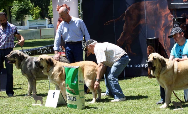 Saya de Reciecho: EXC 2, Bimba de Autocan: EXC 1, Niza de Hazas de Cesto: EXC 3 - Intermediate Class Females - Veguellina de Órbigo 23.07.2011
Saya de Reciecho: EXC 2
 Bimba de Autocan: EXC 1
 Niza de Hazas de Cesto: EXC 3 
Keywords: 2011