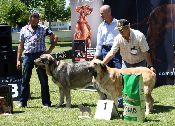 Saya de Reciecho: EXC 2, Bimba de Autocan: EXC 1 - Ring Intermediate Class Females - Veguellina de Órbigo 23.07.2011
Keywords: 2011