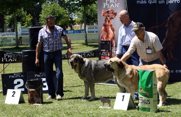 Saya de Reciecho: EXC 2, Bimba de Autocan: EXC 1 - Intermediate Class Females - Veguellina de Órbigo 23.07.2011
Keywords: 2011