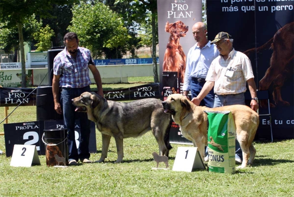 Saya de Reciecho: EXC 2, Bimba de Autocan: EXC 1 - Ring Intermediate Class Females - Veguellina de Órbigo 23.07.2011
Keywords: 2011