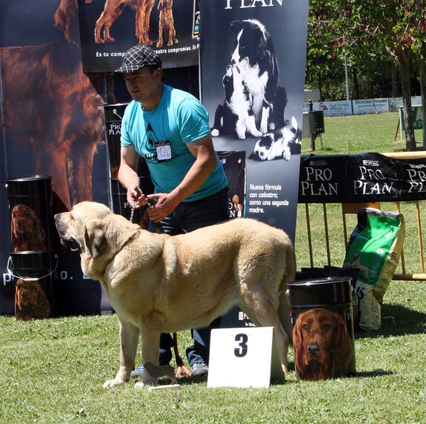 Niza de Hazas de Cesto: EXC 3 - Intermediate Class Females - Veguellina de Órbigo 23.07.2011
Keywords: 2011