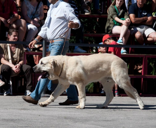 Dante Stick de Lunava - Villablino, León, Spain, 03
Keywords: 2013 lunava