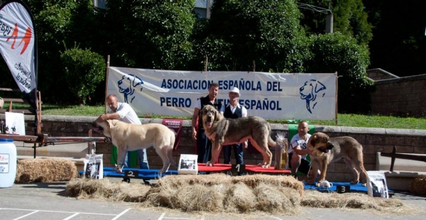 Podio Best Puppy Males - Villablino, León, Spain, 03.07.2013
Keywords: 2013