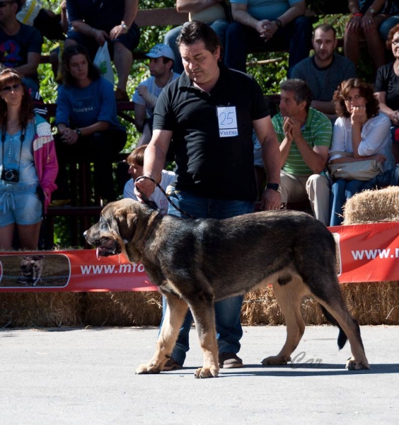 Sanson - Villablino, León, Spain, 03.07.2013
Keywords: 2013