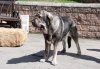 Filename=Lola_de_Villapedre-a.jpg
Filesize=145KiB
Dimensions=960x663
Date added=%609 %12, %2013 Lola_de_Villapedre-a.jpg
