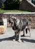 Filename=Lola_de_Villapedre-b.jpg
Filesize=144KiB
Dimensions=696x960
Date added=%609 %12, %2013 Lola_de_Villapedre-b.jpg