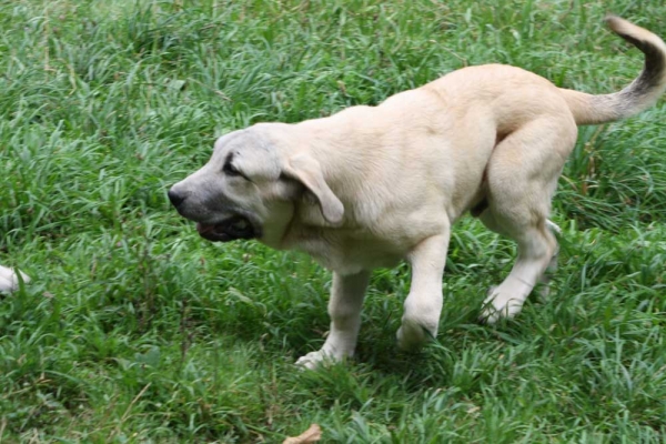 Mastin puppy from kennel Abarrio July 2012 
Keywords: abarrio