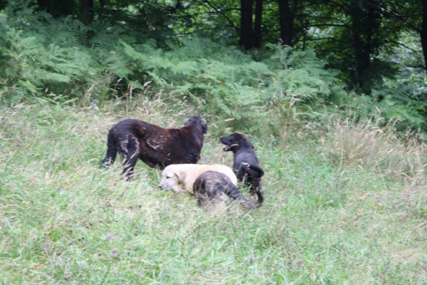 Mastines from kennel Abarrio July 2012 
Ključne reči: abarrio