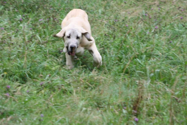 Mastin puppy from kennel Abarrio July 2012 
Keywords: abarrio