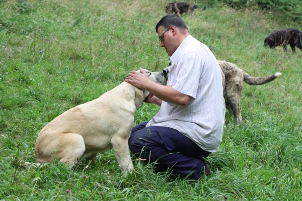 Mastin puppy from kennel Abarrio July 2012 
Keywords: abarrio