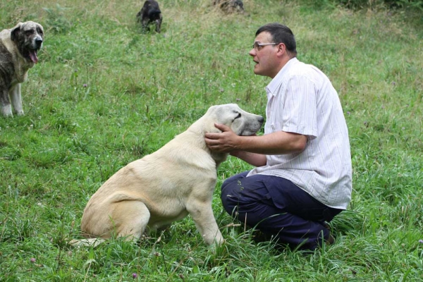 Mastin puppy from kennel Abarrio July 2012 
Keywords: abarrio