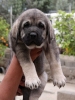 Filename=2222222-(2).jpg
Filesize=82KiB
Dimensions=900x1200
Date added=%848 %21, %2013 2222222-(2).jpg