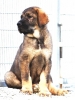 Filename=picaro.jpg
Filesize=119KiB
Dimensions=938x1250
Date added=%848 %21, %2013 picaro.jpg