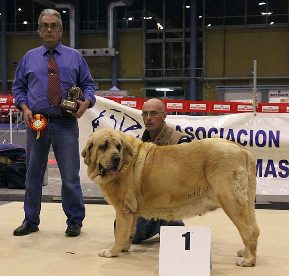 CH. Coral de Hazas de Cesto: EXC 1, Best Female - (Champion Class Females) Monográfica AEPME Alicante 05.12.2009  
Keywords: 2009 hazasdecesto