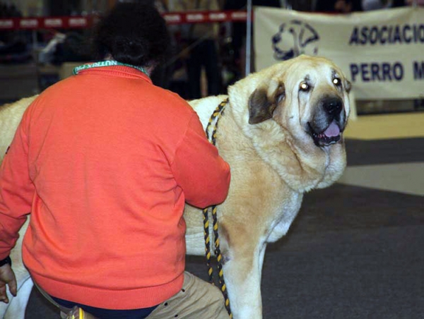 Gómez Del Dharmapuri: EXC 3 - (Champion Class Males) Monográfica AEPME Alicante 05.12.2009
Keywords: 2009 dharmapuri