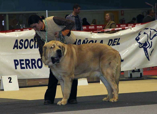 Titan del Dharmapuri: EXC 2 - (Champion Class Males) Monográfica AEPME Alicante 05.12.2009
Keywords: 2009 dharmapuri