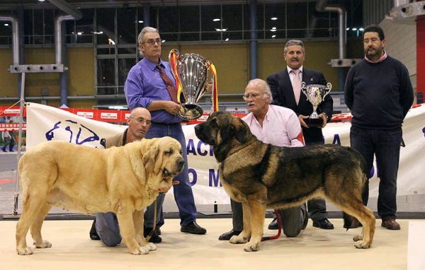 CH. Coral de Hazas de Cesto: EXC 1, Best Female &  CH. Barco de Montes del Pardo: EXC 1, Best Male BIS - (Champion Class Female & Male) Monográfica AEPME Alicante 05.12.2009
Keywords: 2009