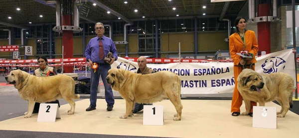 Concita del Dharmapuri: EXC 2, CH. Coral de Hazas de Cesto: EXC 1, Best Female & Carmencita del Dharmapuri: EXC 3 - (Champion Class Females) Monográfica AEPME Alicante 05.12.2009
Keywords: 2009