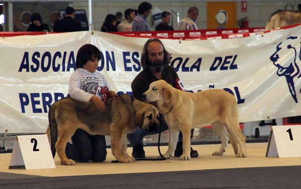 Loba de Los Piscardos: VG 2 & Shania: VG 1 - (Baby Class Females) Monográfica AEPME Alicante 05.12.2009
Keywords: 2009