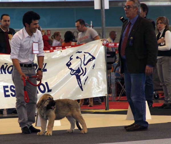 James Bond de Montes del Pardo: VG 1 - (Baby Class Males) Monográfica AEPME Alicante 05.12.2009
Keywords: 2009 pardo