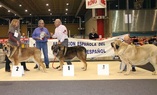 Best Male: 2. Anuler Alano, 1. CH. Barco de Montes del Pardo & 3. Oberón de Hazas de Cesto - Monográfica AEPME Alicante 05.12.2009
Keywords: 2009