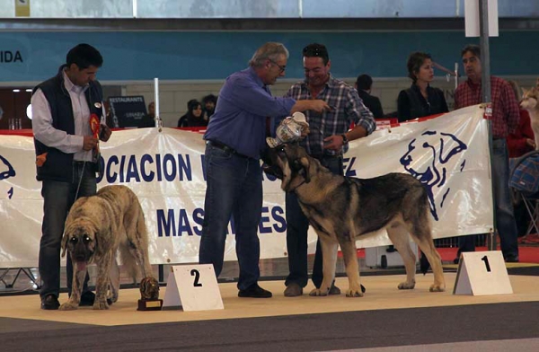 Colada de Los Montes Pravianos: VG1 & Zarco de Valdejera: VG1, Best puppy -  Monográfica AEPME Alicante 05.12.2009
Keywords: 2009