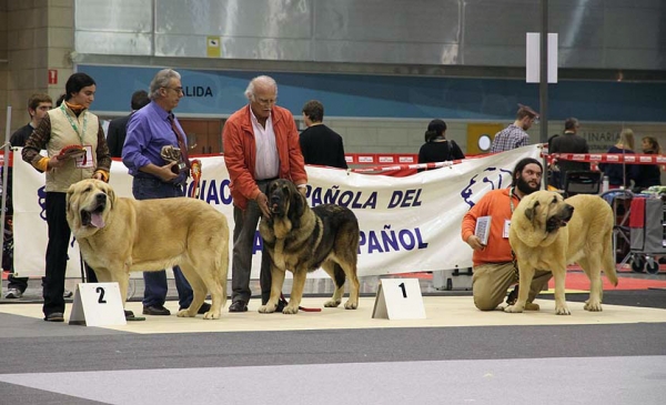 Titan del Dharmapuri: EXC 2, CH. Barco de Montes del Pardo: EXC 1, Mejor Macho, BIS & Gómez del Dharmapuri: EXC 3 - (Champion Class Males) Monográfica AEPME Alicante 05.12.2009
Keywords: 2009