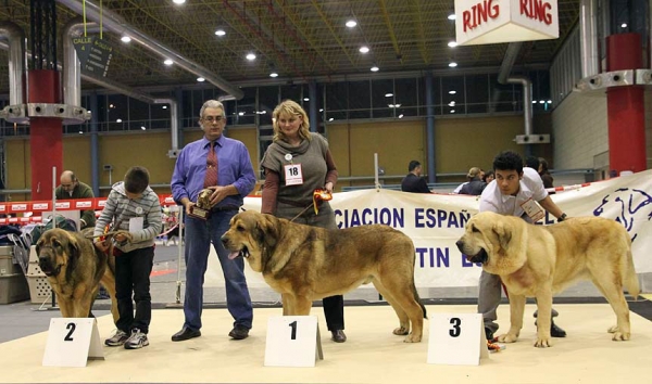 Cyro de Tierra de Órbigo: EXC 2, Anuler Alano: EXC 1 & Nabucco de Montes del Pardo: EXC 3 - (Junior Class Males) Monográfica AEPME Alicante 05.12.2009
Keywords: 2009