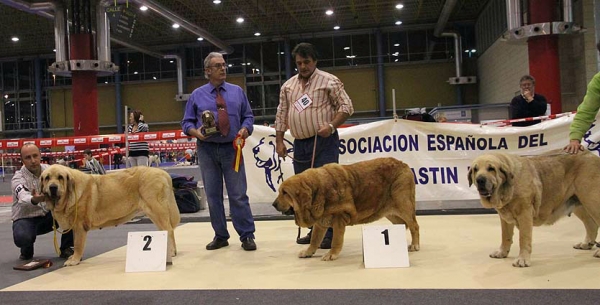 Saya de Zurita: EXC 2, RCAC, Tartesa de La Aljabara: EXC 1, CAC & Braña de Galisancho: EXC 3 - (Open Class Females) Monográfica AEPME Alicante 05.12.2009
Keywords: 2009