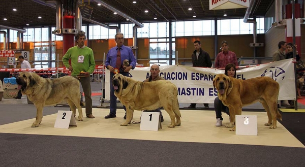Pando de Galisancho: EXC 2, RCAC, Oberón de Hazas de Cesto: EXC 1, CAC & Balak de Ter de Órbigo EXC 3 - (Open Class Males) Monográfica AEPME Alicante 05.12.2009
Keywords: 2009