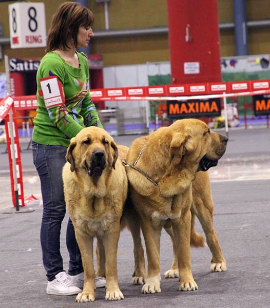 Balak de Tierra de Órbigo & Bimba de Tierra de Órbigo: 3 - (Pair Class) Monográfica AEPME 05.12.2009
Keywords: 2009 tierraorbigo