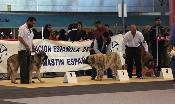 Zaira de Valdejera: VG2, Colada de Los Montes Pravianos: VG1 & Brenda de Filandón: VG3 - (Puppy Class Females) Monográfica AEPME Alicante 05.12.2009
Keywords: 2009