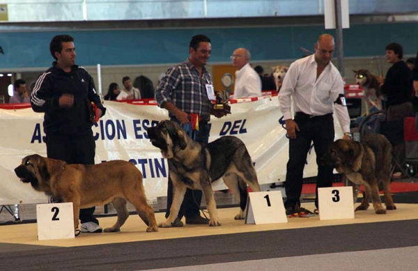 Kaiser de La Cuadra. VG2, Zarco de Valdejera: VG1, Best Puppy & Serón de Filandón: VG3 - (Puppy Class Males) Monográfica AEPME Alicante 05.12.2009 
Keywords: 2009