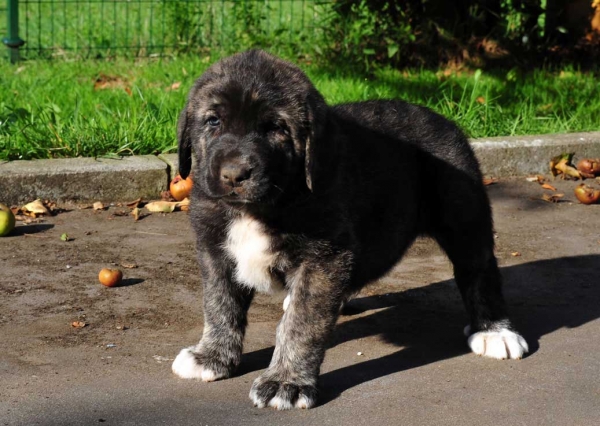 Female puppy 45 days - born june 2011
Tigre de Ablanera X Teverga de Ablanera


Keywords: puppyspain ablanera