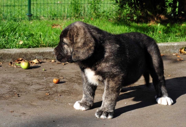 Female puppy 45 days - born june 2011
Tigre de Ablanera X Teverga de Ablanera


Keywords: puppyspain ablanera