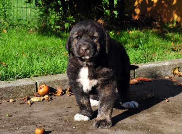 Female puppy 45 days - born june 2011
Tigre de Ablanera X Teverga de Ablanera


Keywords: puppyspain ablanera