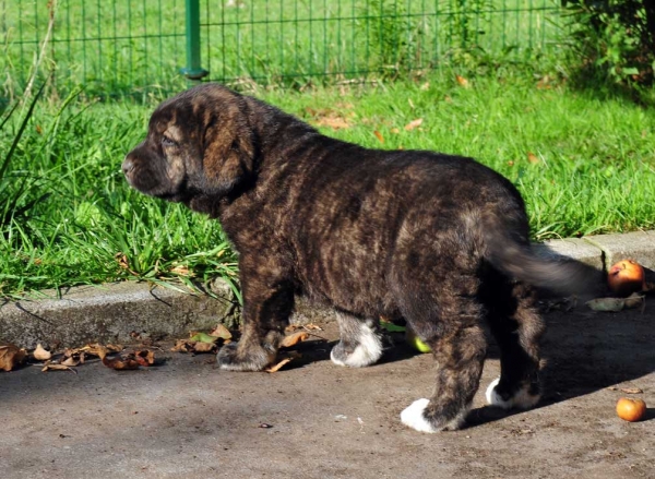 Female puppy 45 days - born june 2011
Tigre de Ablanera X Teverga de Ablanera

Keywords: puppyspain ablanera