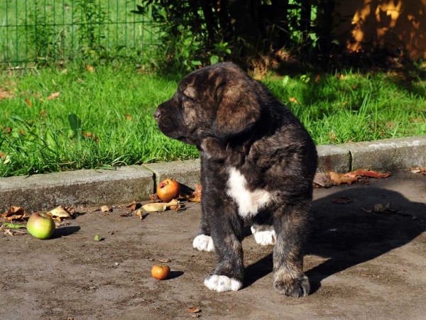 Female puppy 45 days - born june 2011
Tigre de Ablanera X Teverga de Ablanera

Keywords: puppyspain ablanera