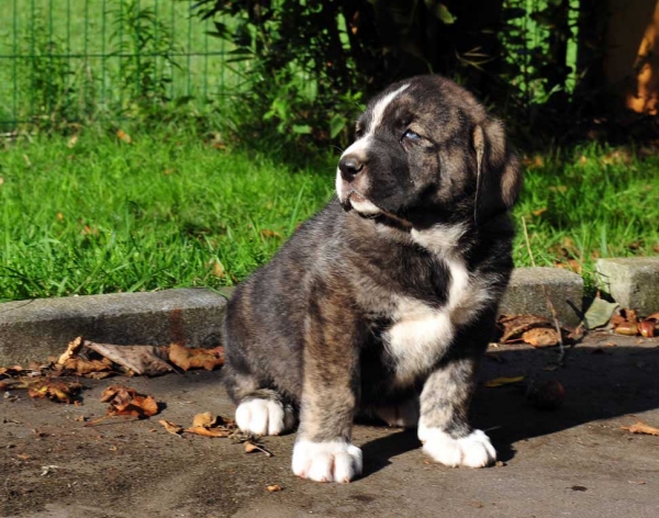 Female puppy 45 days - born june 2011
Tigre de Ablanera X Teverga de Ablanera


Keywords: puppyspain ablanera