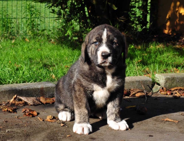 Female puppy 45 days - born june 2011
Tigre de Ablanera X Teverga de Ablanera

Keywords: puppyspain ablanera