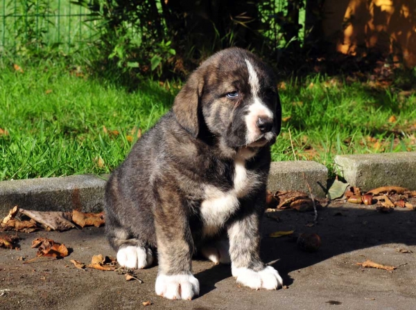 Female puppy 45 days - born june 2011
Tigre de Ablanera X Teverga de Ablanera


Keywords: puppyspain ablanera