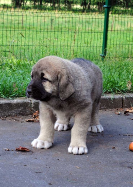 Male puppy 45 days - born june 2011
Tigre de Ablanera X Teverga de Ablanera

Keywords: puppyspain ablanera