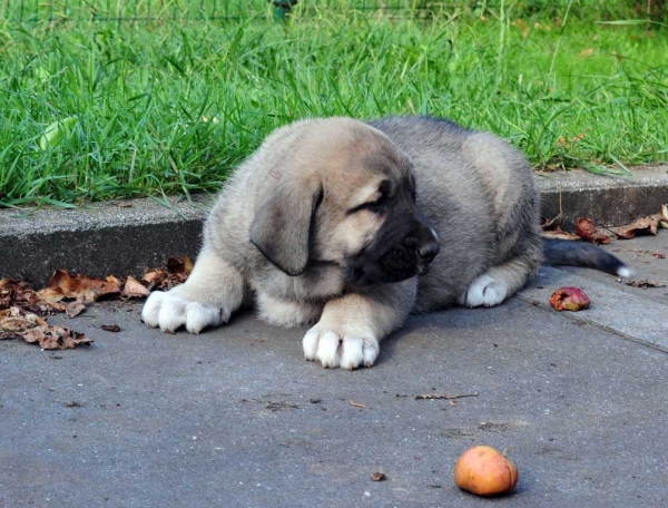 Male puppy 45 days - born june 2011
Tigre de Ablanera X Teverga de Ablanera

Keywords: puppyspain ablanera