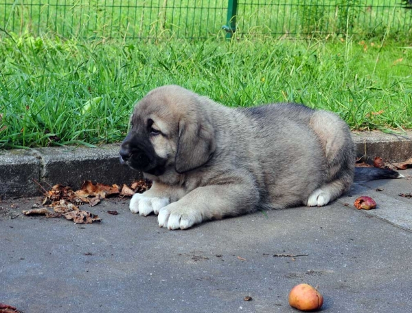 Male puppy 45 days - born june 2011
Tigre de Ablanera X Teverga de Ablanera

Keywords: puppyspain ablanera