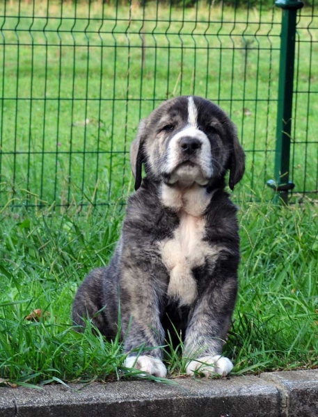 Teide de Ablanera 45 días - born june 2011
Tigre de Ablanera X Teverga de Ablanera

Ključne reči: puppyspain ablanera