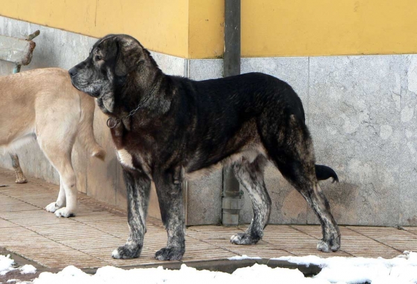 Tejo de Fuente Mimbre
