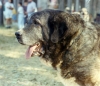 Filename=-Rab�n-(2).jpg
Filesize=68KiB
Dimensions=917x794
Date added=%004 %22, %2011 -Rab�n-(2).jpg